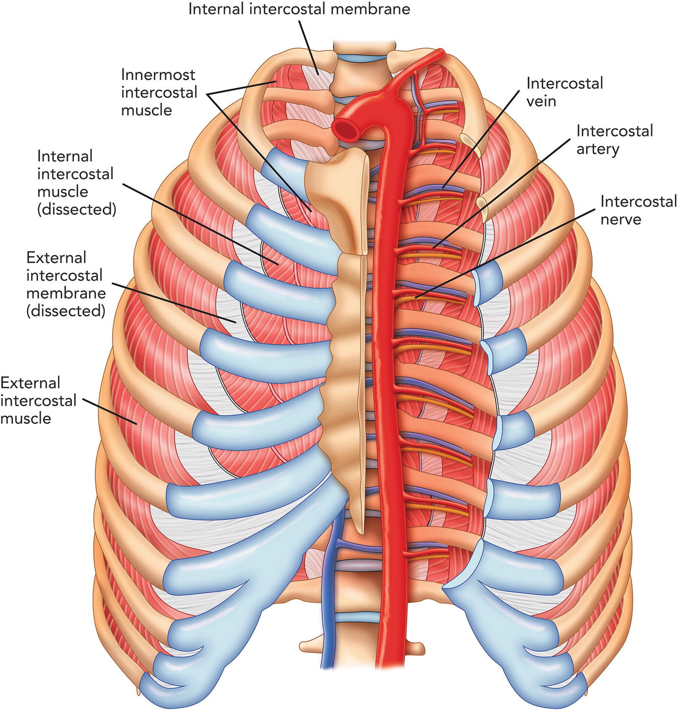 Диафрагма расслабляется диафрагма сокращается внутренние межреберные. Наружные и внутренние межреберные мышцы. Внутренние межреберные мышцы. Межреберные мышцы анатомия. Наружные межреберные мышцы анатомия.