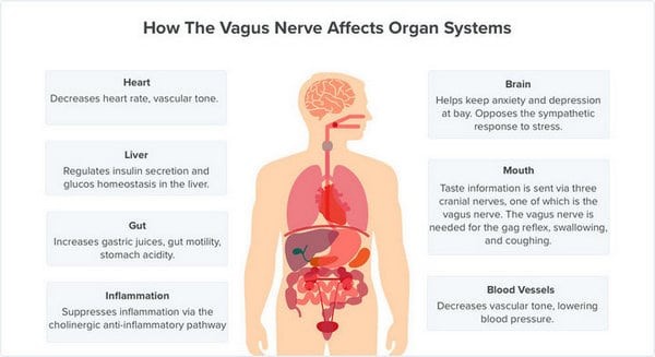 gammaCore Vagus Nerve Stimulator Device – OHP Health by Longevity