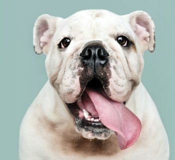 This is a thumbnail image of blog Mouth Myth Busting: Are Dogs’ Mouths Really Cleaner Than Ours? This is a thumbnail image of blog Mouth Myth Busting: Are Dogs’ Mouths Really Cleaner Than Ours?